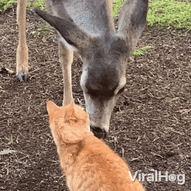 A Deer Is Grooming A Cat Viralhog GIF - A Deer Is Grooming A Cat Deer Cat GIFs