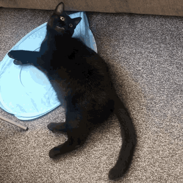 a black cat is laying on its back on a grey carpet