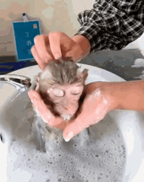 a person is washing a baby monkey in a sink .