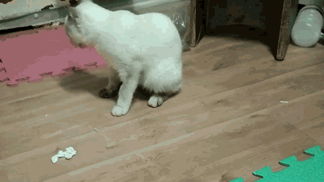 Oreo Cat GIF - Oreo Cat Play GIFs