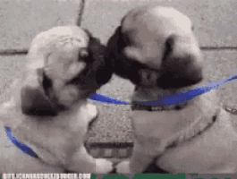 two pug puppies are kissing each other on the cheek
