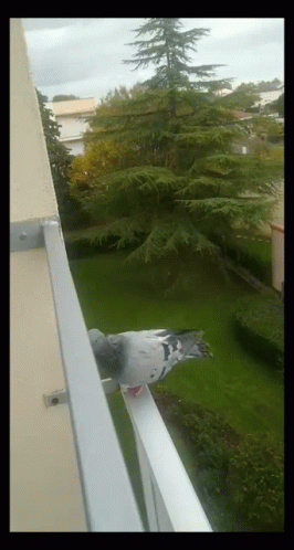 Pigeon Fazi GIF - Pigeon Fazi Fazile Pigeon GIFs