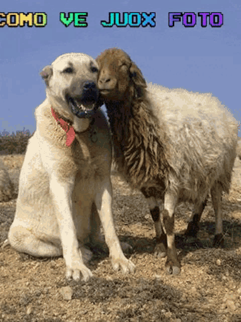 a dog sitting next to a sheep with the words como ve judx foto written above them