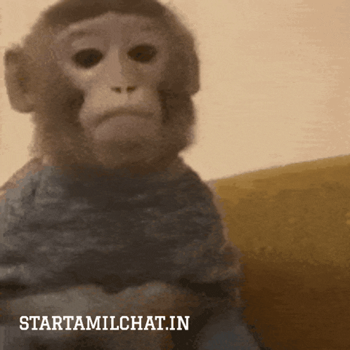 a monkey is sitting on a couch with the words starttamilchat.in behind it