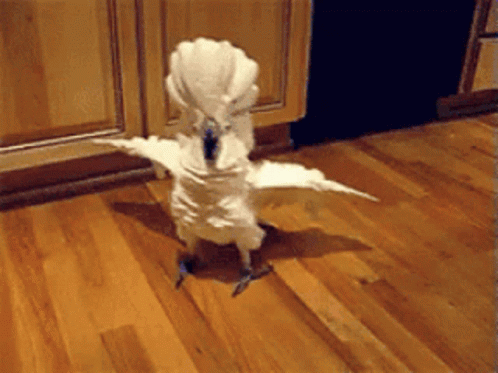 Silly Birdie Angry GIF - Silly Birdie Angry Puffed Up GIFs