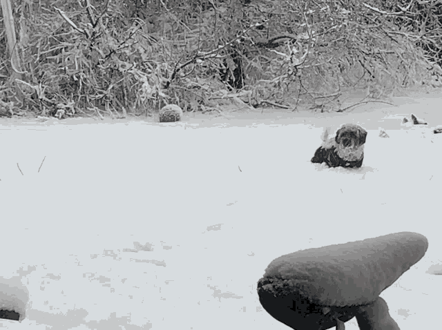 a dog is playing in the snow near a red ball
