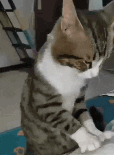 a gray and white cat is sitting on a table with its paws crossed .