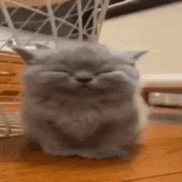 a close up of a cat sitting on a wooden table with its eyes closed .
