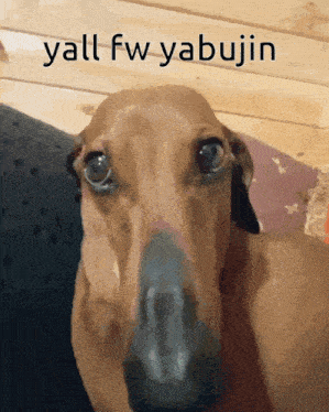 Cheddar Cheese Dog Yabujin GIF - Cheddar Cheese Dog Yabujin GIFs