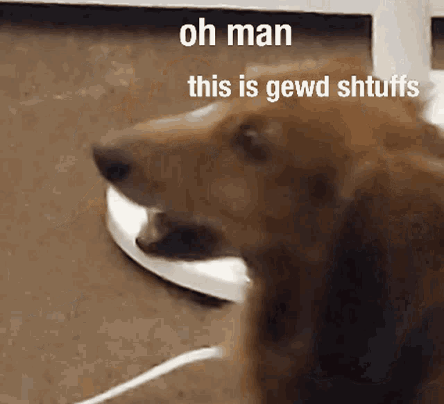 a brown dog is standing next to a white plate with the words oh man this is gewd shtuffs written on it