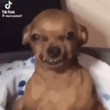a small brown dog is sitting on a bed with its mouth open .