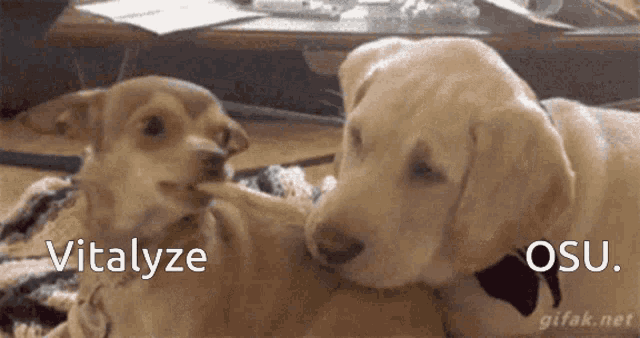 two dogs are laying next to each other with the words vitalyze and osu on the bottom