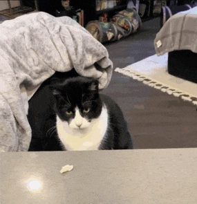 a black and white cat is sitting on a counter with a piece of food on it