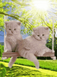 two kittens are sitting on a wooden swing