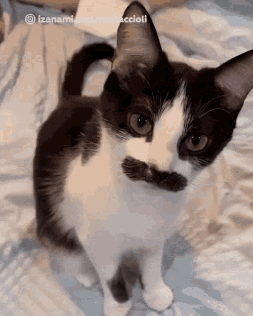 Cat Moustache GIF - Cat Moustache Kitty GIFs