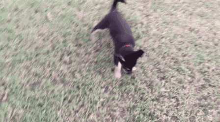 Puppy Play GIF - Puppy Play Field GIFs