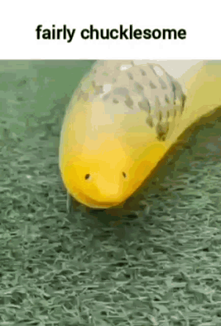 a close up of a yellow fish with a black bug on its nose .