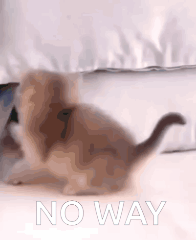 Cat Cat Meme GIF - Cat Cat Meme No Way GIFs