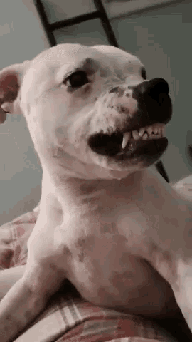 a white dog is laying on a person 's lap with its mouth open .