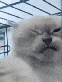 a white cat is sitting in a cage with its eyes closed and making a funny face .
