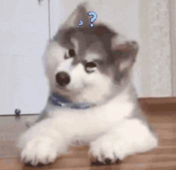 a husky puppy with a question mark on its head is laying on the floor .