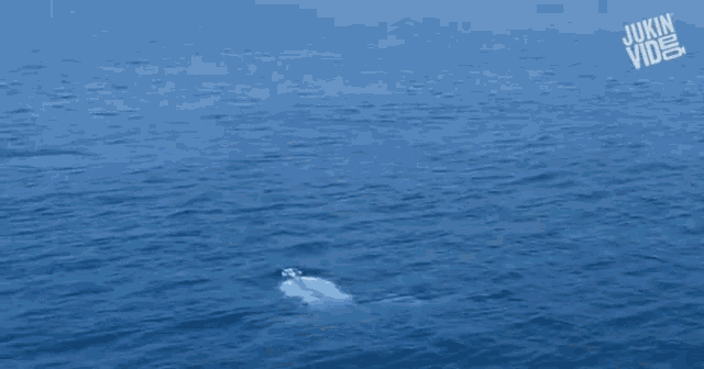 Back Flip Whale GIF - Back Flip Flip Whale GIFs