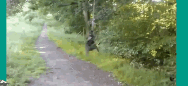 Dog Excited GIF - Dog Excited Hang On GIFs