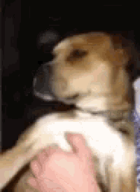 a close up of a person petting a dog .