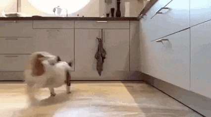 a small dog is running in a kitchen .
