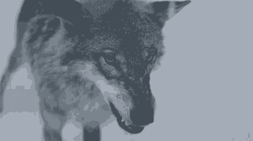 a black and white photo of a coyote with its mouth open and sharp teeth .
