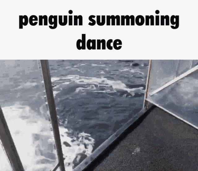 a picture of a penguin summoning dance in front of a window