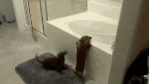 Dachshund Bath Time! GIF - Dachshund Bath Dogs GIFs