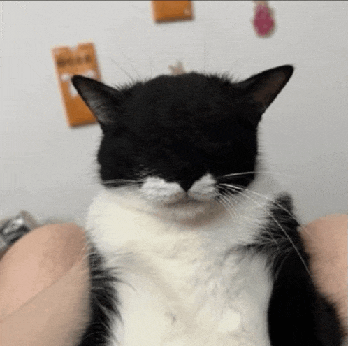 a black and white cat with a mustache is sitting on a person 's lap