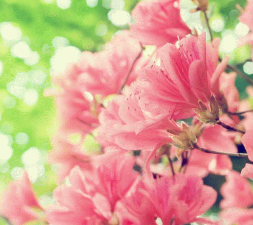 Flowers Nature GIF - Flowers Nature GIFs