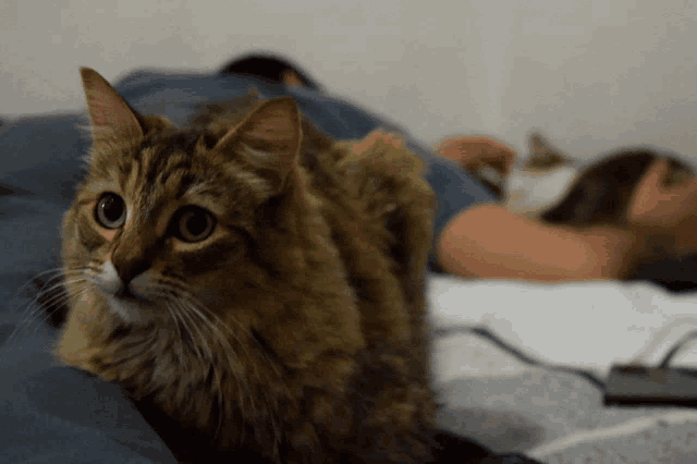 a cat laying on a person 's lap with a woman laying in the background