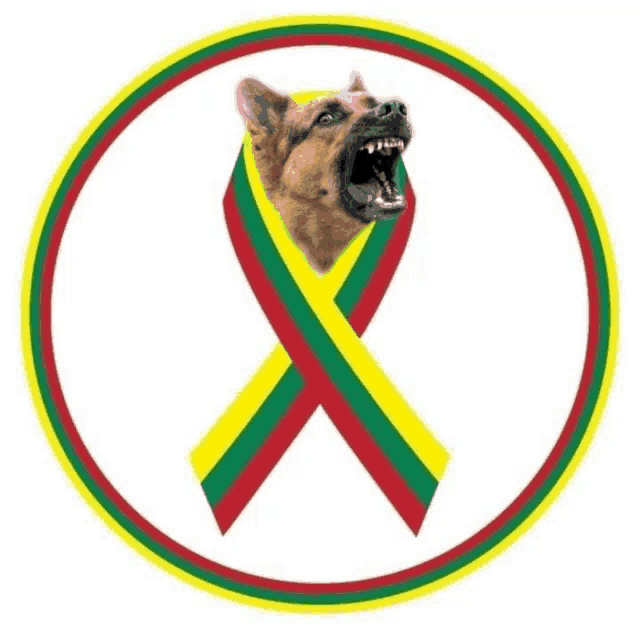 a picture of a dog with a yellow red and green ribbon around its head