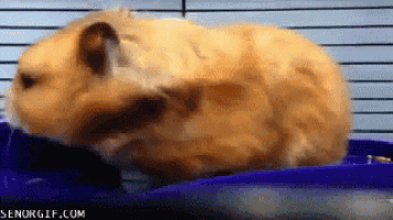 a hamster in a cage with senorgif.com on the bottom right