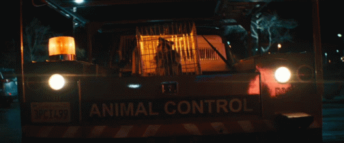 Raccoon Raccacoonie GIF - Raccoon Raccacoonie Everything Everywhere All At Once GIFs