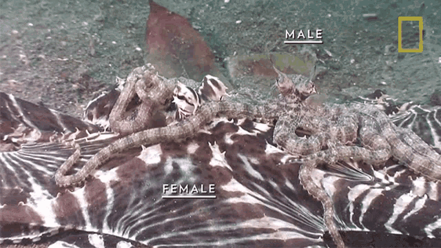 Crawling On Ground Octopuses101 GIF - Crawling On Ground Octopuses101 Underwater GIFs