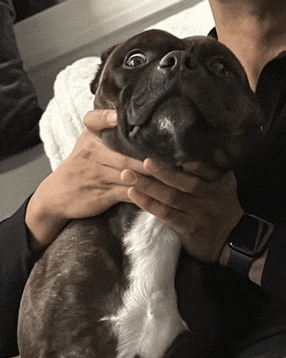 a person is holding a brown and white dog with a watch on their wrist