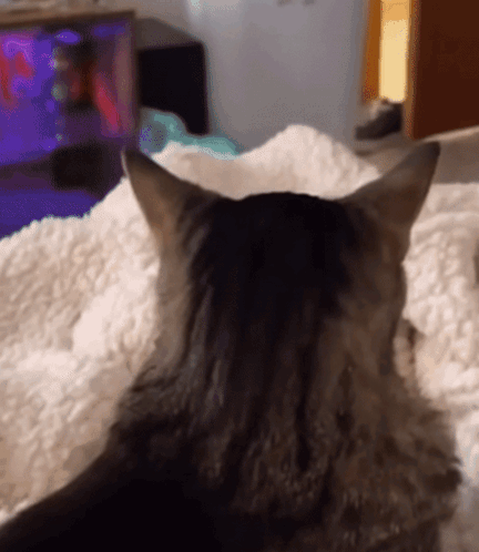 Musediet Cat GIF - Musediet Cat Attitude GIFs