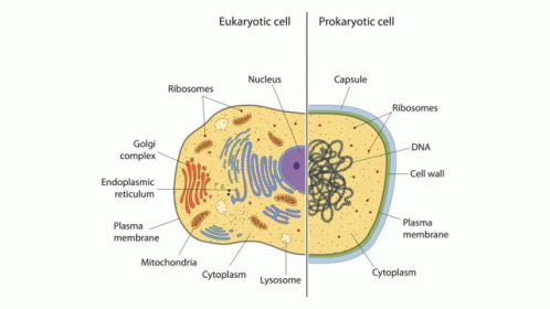 Difference Between Eukaryotic Cell And Prokaryotic Cell GIF - Difference Between Eukaryotic Cell And Prokaryotic Cell GIFs