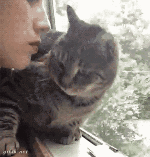 Cat Kiss GIF - Cat Kiss No Kiss GIFs