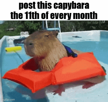 a capybara wearing a life jacket is in a pool .