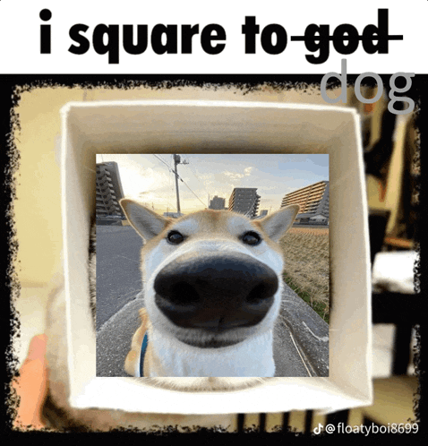 a picture of a dog in a cardboard box with the caption i square to god dog