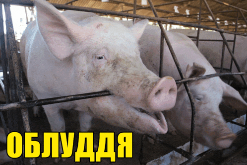 a group of pigs are behind a fence with a sign above them that says ' obludda '