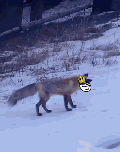 a fox wearing a crown is walking through the snow