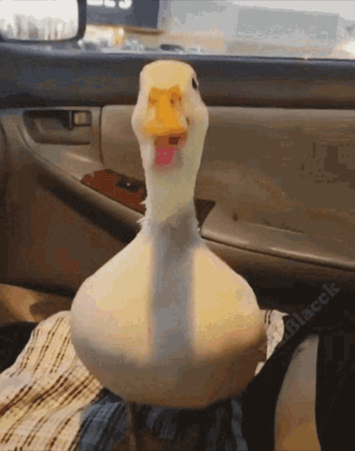 Thirsty Duckeater GIF - Thirsty Duckeater Drink GIFs