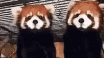 two red pandas are standing next to each other and looking at the camera .