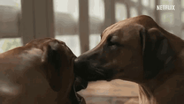 two brown dogs are kissing each other on the nose in a living room .